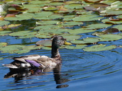 Maturing mallard male duck