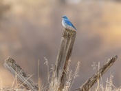 Spring is on the Way