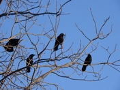 A murder of crows