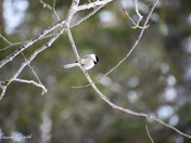Black Capped Chickadee