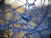 Red Breasted Nuthatch