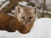 Pine Marten blooper