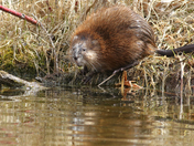Mr Muskrat 