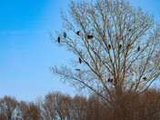 Eagle Tree