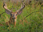 White Tailed Buck 