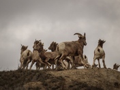 Rush of the Bighorns