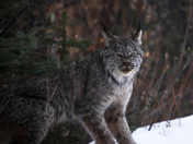 Lynx on the Trail 