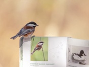 Chestnut-Backed Chickadee