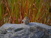Bird on rock