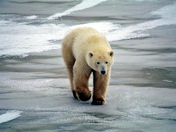 Polar bear approaching