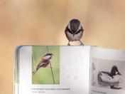 Chestnut-Backed Chickadee