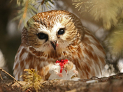 Not for the faint of heart...