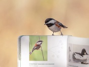 Chestnut-Backed Chickadee