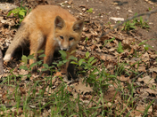 Cute little fox kit