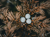Juniper Berry 