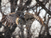 Great Gray Owl - flight