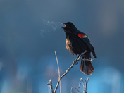 The Breath of a Redwing Blackbird