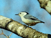 White breasted nuthatch