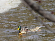 Mating moves - The Mallards