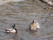 Mating moves - The Mallards