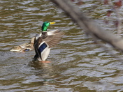 Mating moves - The Mallards
