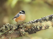 Red-breasted nuthatch in a pine forest