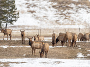 Wapiti Spring Herd
