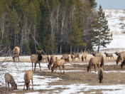 Wapiti Spring Herd