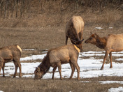Wapiti Spring Herd