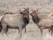 Wapiti Spring Herd