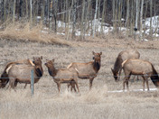 Wapiti Spring Herd