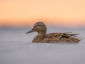 Mallard at sunrise