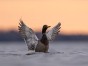 Mallard at sunrise
