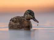 Mallard at sunrise
