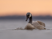 Canada goose at sunrsie 