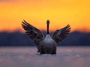 Canada goose at sunrsie 