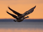 Canada goose at sunrsie 