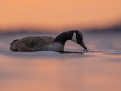 Canada goose at sunrsie 