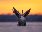 Canada goose at sunrsie 