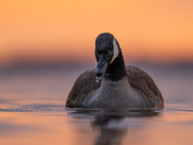 Canada goose at sunrsie 