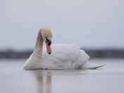 Mute swan at sunrsie