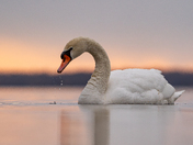Mute swan at sunrsie