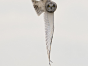 Short-eared Owl coming in
