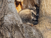 Raccoon nest
