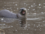 River Otter with catch