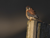 American Kestrel