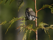 Northern Pygmy Owl