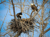 2 On the Nest