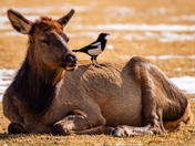 Getting along just fine