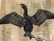 CORMORANT